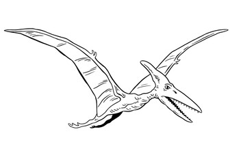 Pterodactyl Line vector Illustration