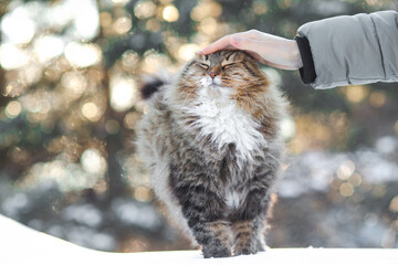 winter portrait of beautiful cat walking outdoors