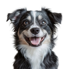 A black and white dog with a happy expression.