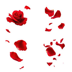 Fototapeta premium Red rose blossom with scattered petals on a clean white background. Romantic floral motion and delicate texture. Love and celebration mood. Ideal for wedding invitations and Valentine marketing