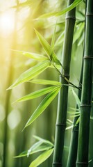 Fototapeta premium Tranquil Bamboo Leaves in Sunlit Garden Scene