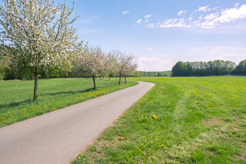 Blühende Obstbäume am Oder-Neiße-Radweg bei Rothenburg