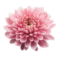 Dahlia Flower: A Pink Bloom Against a White Background.