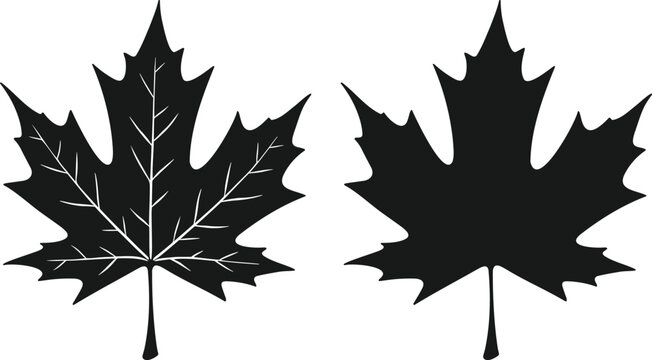 Maple leaf full black silhouette for maple leaf fall designs. Maple leaf vector illustration. Maple leaf silhouette logo.