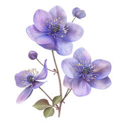 Naklejka premium Isolated Clean transparent background with Beautiful Photorealistic Flowers in Delicate Purple Shades