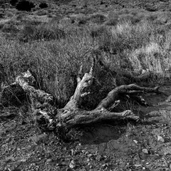 A black and white picture of a death tree in the Arizona desert