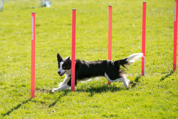 Dog agility 