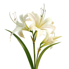 Fototapeta premium Isolated Elegant Crinum Lily on Clean transparent background for Nature and Floral Designs