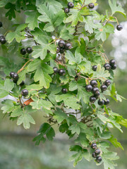 Schwarze Früchte hängen an kleinen Zweigen des Schwarzdorns (Crataegus nigra).