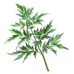 Fototapeta premium Isolated Green Leafy Plant on Clean transparent background for Photorealistic Visuals and Designs