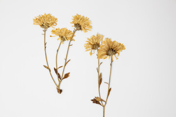 A dry Chrysanthemum on the white background. Dry plant with leaves and petals. Herbarium of flowers dried.
