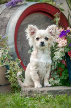 Cream white colored long-haired male Chihuahua sitting in a flowering garden, a frontal view of a cute 5 month old little dog