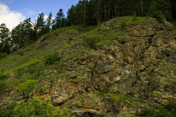 forest in the mountains
