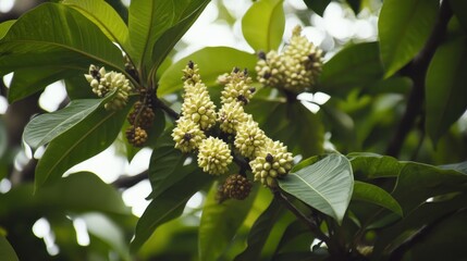 Obraz premium Close-up of Green Buds on a Branch