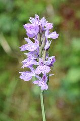 Close-up on flowers of heath spotted orchid wildflower Dactylorhiza maculata