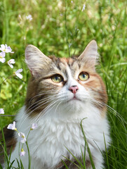 Closeup on tricolor siberian longhair cat face outdoor in field