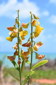 Rattlebox Crotalaria retusa yellow flowers