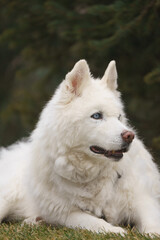 Senior husky dog portrait with long white hair and bright blue eyes penetrating stare
