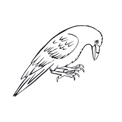 Hand drawn inky sketch style raven or crow isolated on white background. Mystic black and white bird walking