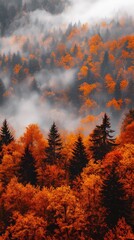 Aerial view of an autumn forest with orange and yellow trees, in the foggy morning light