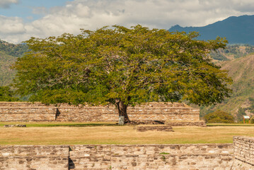 Majestic ancestral tree in the middle of an ancient Mayan city in Guatemala.
