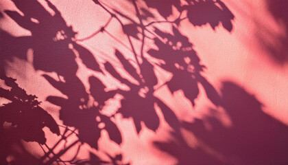 abstract nature background with flower shadows on pink wall