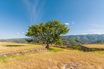 Majestic ancestral tree in the middle of an ancient Mayan city in Guatemala.