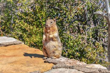 Squirrel at the Grand Canyon 