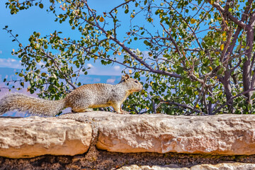 Squirrel at The Grand Canyon Landscape
