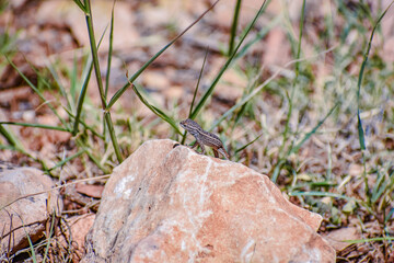 Strange Lizard on a rock at the Grand Canyon