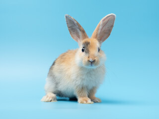 Baby cute rabbit with tri-colored fur sitting on blue background. Baby rabbit pet is adorable.