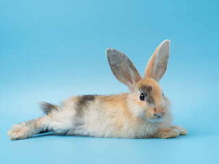 Fototapeta premium Baby cute rabbit with tri-colored fur lie down on blue background. Baby rabbit pet is adorable.
