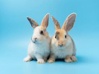 Two baby cute rabbit with tri-colored fur sitting on blue background. Baby rabbit pet is adorable.