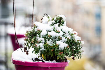 Terrace plant euphorbia pulcherrima covered with snow in  Jette, Brussels Capital Region