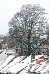 Bare winter tree and rooftop covered with snow in Jette, Brussels Capital Region