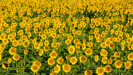 yellow flowers, agricultural products. photos of sunflowers.