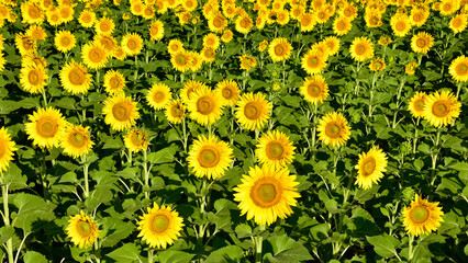 yellow flowers, agricultural products. photos of sunflowers.