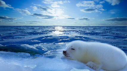 Harp seal