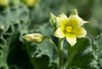 photos of wild plants and medicinal plants