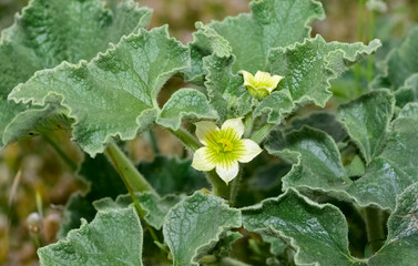 Fototapeta premium photos of wild plants and medicinal plants