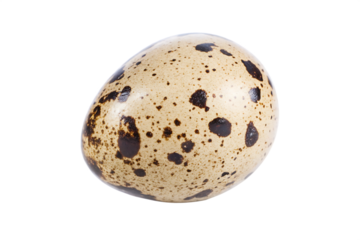 close up one quail egg close up isolated on white background PNG.AI GENERATED