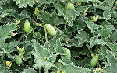 photos of wild plants and medicinal plants