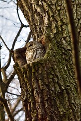 Waldkauz (Strix aluco) im Winter, vertikal