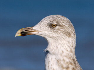  Herring Gull, Larus argentatus, 1st winter plumage bird portrait.