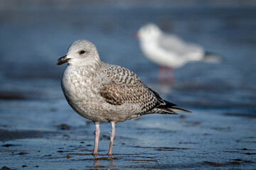  Herring Gull, Larus argentatus, 1st winter plumage bird