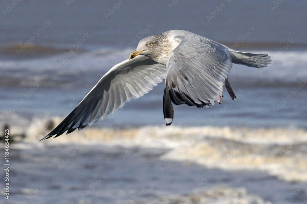 Wall mural  Herring Gull, Larus argentatus, adult winter plumage bird in flight