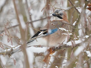 Sójka (Garrulus glandarius) ukryta wśród gałęzi leszczyny © Nature Observatory