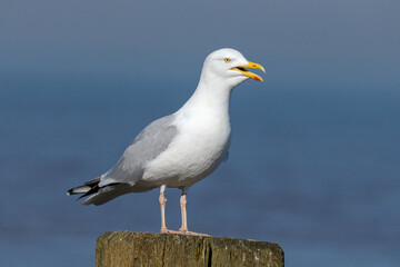  Herring Gull, Larus argentatus, adult summer plumage bird