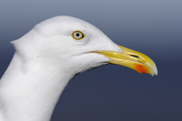  Herring Gull, Larus argentatus, adult summer plumage portrait