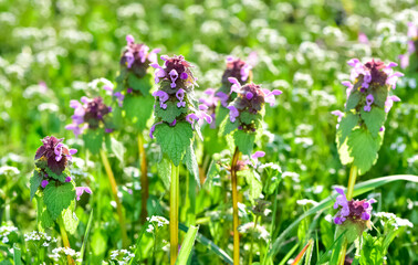 photos of wildflowers and wildflowers. dead nettle flower.